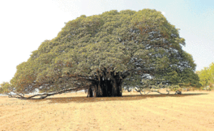 Heritage trees in UP