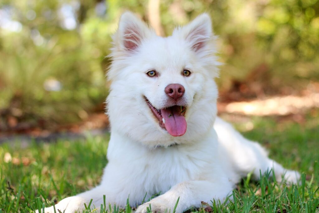 Pet dog birthday party