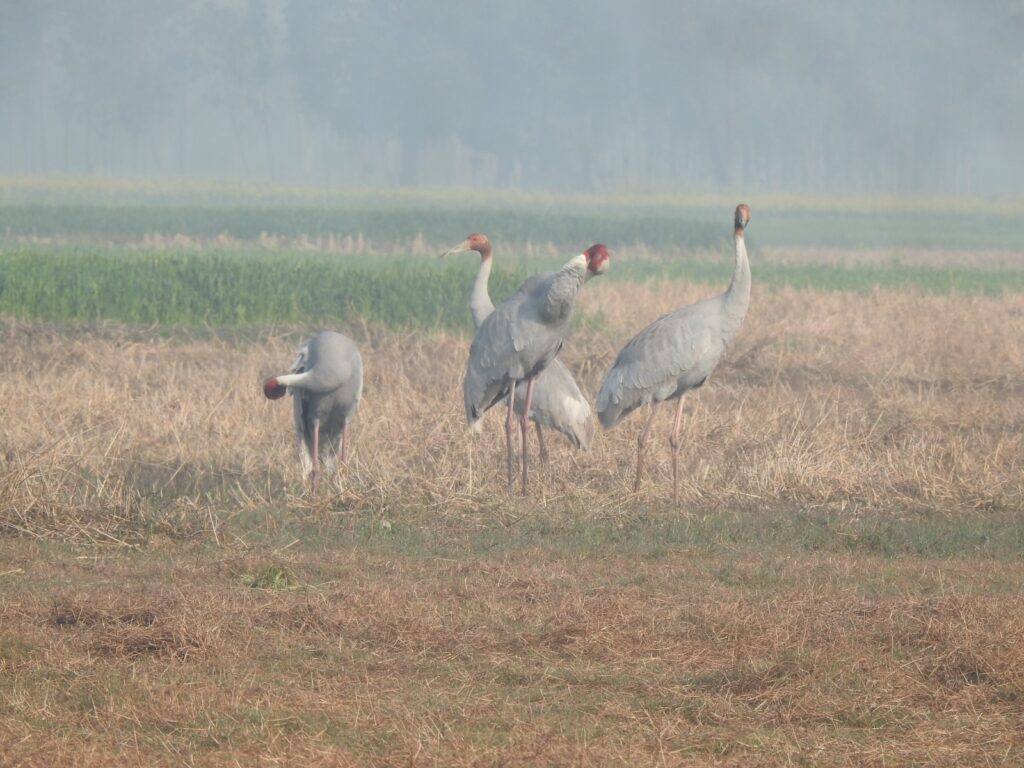 World Wetland Day