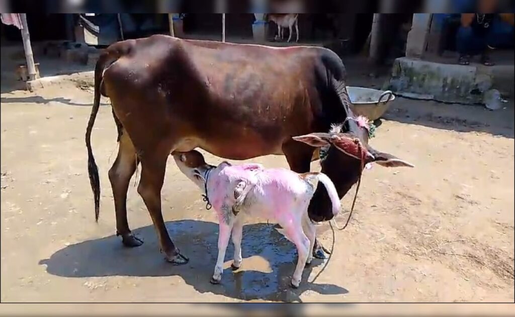 किशनगंज : मुस्लिम परिवार के घर गाय ने दिया छह पैर वाला बछड़े को जन्म, देखने के लिए उमड़ी भीड़