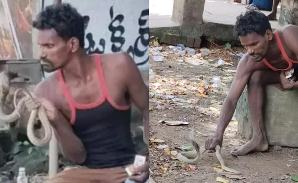 पालतू जानवर की तरह कोबरा को पुचकार रहा था शख्स, अगले ही पल जो हुआ उसे देख लोग बोले यमराज से दोस्ती है भाई की