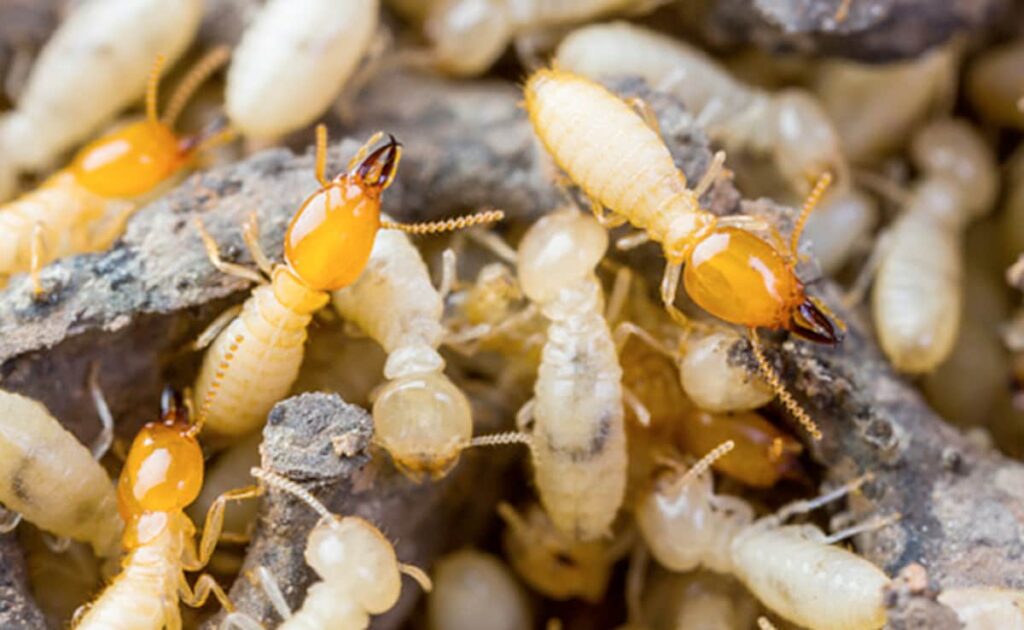 महंगा फर्नीचर खाने लगे हैं दीमक, तो यहां जानिए किस तरह इन Termites से मिलेगा छुटकारा