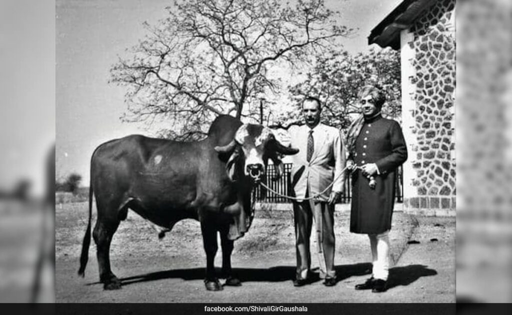 इस भारतीय सांड की वजह से ब्राजील के दूध उत्पादन में आई बड़ी क्रांति, 1960 में भावनगर के राजा ने दिया था ये खास तोहफा