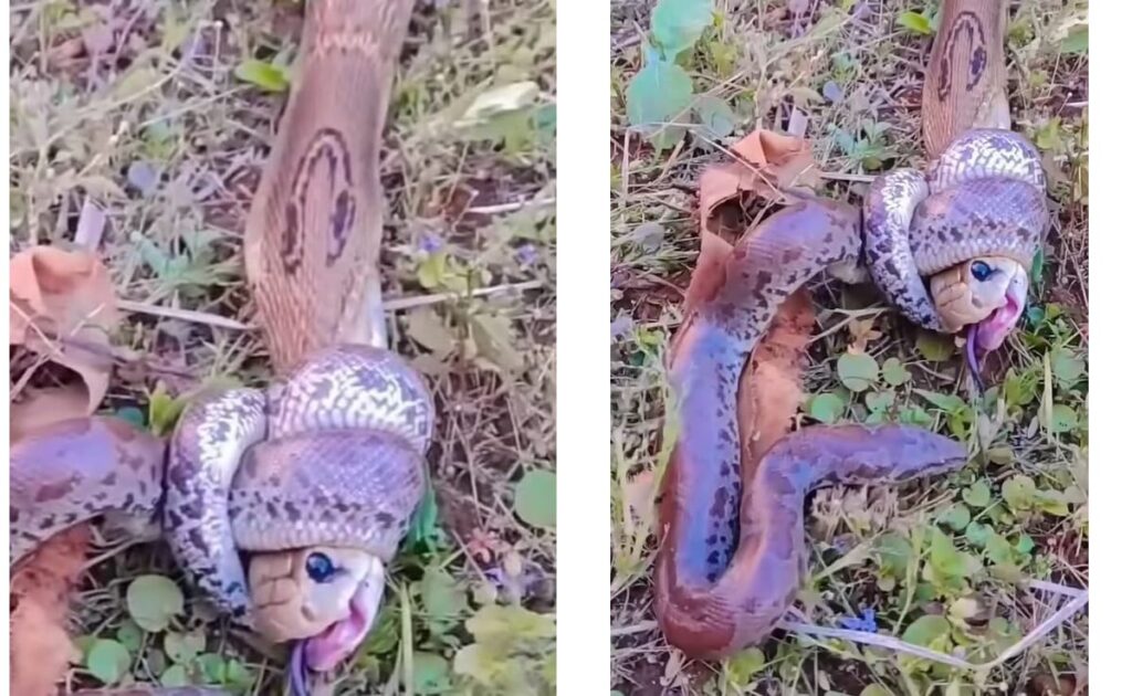 4 फुट के अजगर ने घोंट दिया 7 फुट लंबे किंग कोबरा का गला, रोंगटे खड़े कर देने वीडियो को देख लोग बोले भाई भाई का दुश्मन