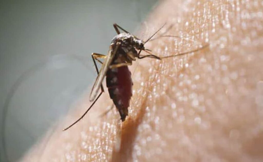 Malaria Vaccine: मलेरिया को समाप्त करने के लिए इस देश ने शुरू किया टीकाकरण अभियान