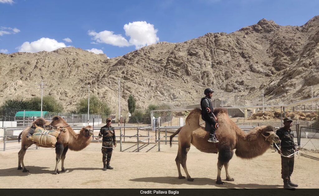 लद्दाख में दो कूबड़ वाले ऊंट 'सैनिकों' की तरह क्यों किए जा रहे प्रशिक्षित? सीमा पर करेंगे कमाल