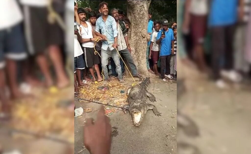 Up : खतरनाक मगरमच्छ को लोगों ने रस्सियों से बांधा, फिर करने लगे मस्ती; वीडियो भी बनाया