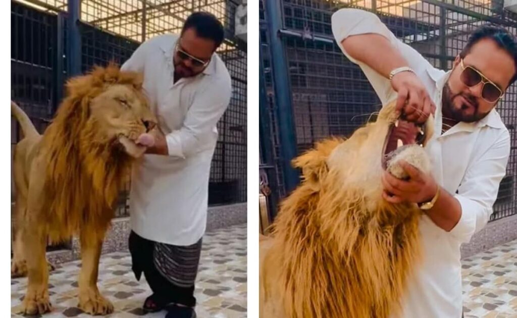 हाथों से शेर के जबड़े खोलकर बहादुरी दिखा रहा था पाकिस्तान इंफ्लुएंसर, अगले ही पल हुआ ये हाल