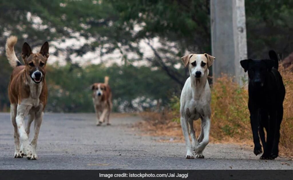 अलवर: 7 साल की बच्ची को आवारा कुत्तों ने नोच नोच कर मार डाला, ग्रामीणों में दहशत