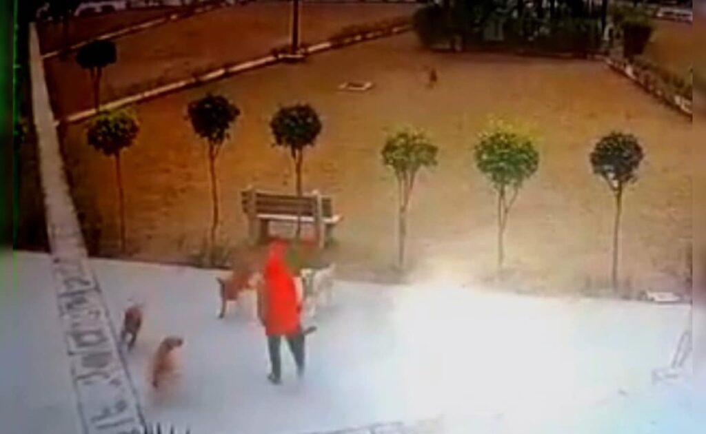 नोएडा में आवारा कुत्तों का आतंक, पार्क में घूमने जा रही महिला पर झुंड ने किया हमला