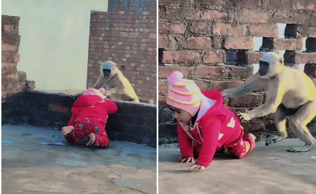 घुटनों के बल छत पर खेल रहा था बच्चा, लंगूर ने कर दिया हमला, वीडियो देख लापरवाह पेरेंट्स पर भड़के लोग
