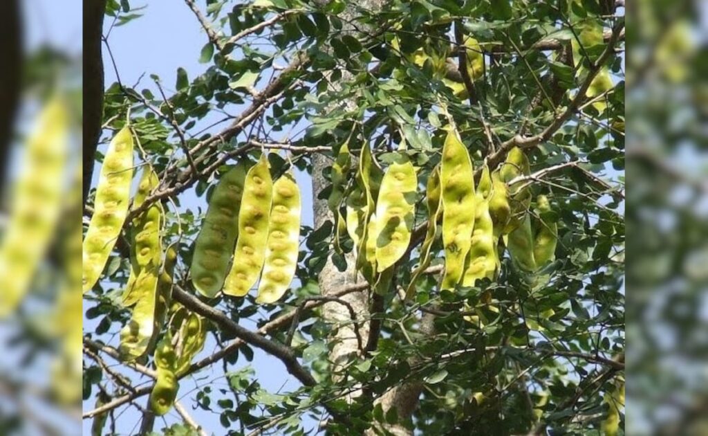 माइग्रेन, खांसी और जोड़ों के दर्द से दिलाता है निजात, ‘शिरीष’ से जुड़े इन फायदों के बारे में नहीं जानते होंगे आप
