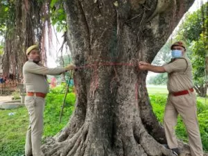 Heritage trees