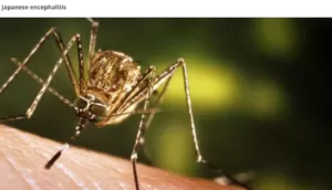 Japanese Encephalitis