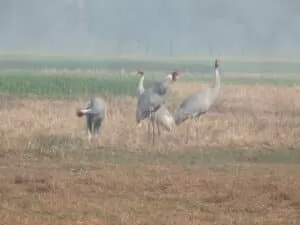 World Wetland Day