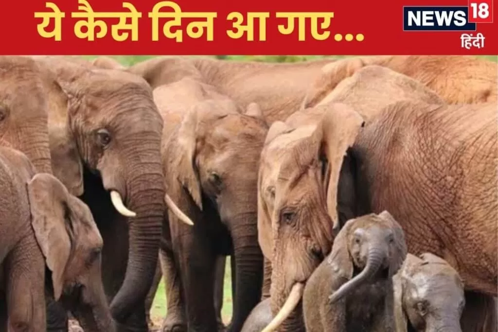 हाथी का मांस बांट रही सरकार, ऐसा अकाल जिसके बारे में सोचने भर से कांप उठेंगे