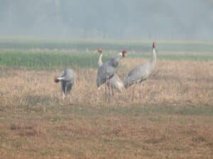 World Wetland Day